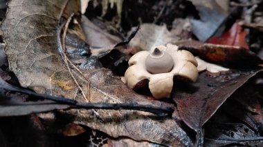 Avustralya earthstar mantar