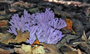 Purple coral fungi, Clavaria zollingeri clipart