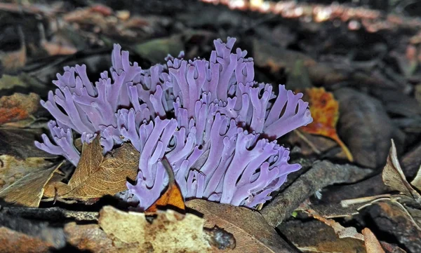 Lila coral svampar, Clavaria zollingeri — Stockfoto