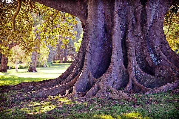 Raízes e tronco de uma figueira gigante — Fotografia de Stock