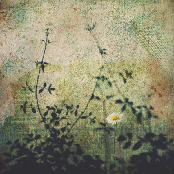 Daisy flor em concreto e sombras — Fotografia de Stock
