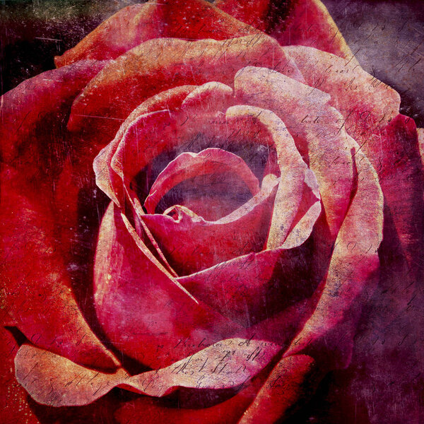 Vintage grunge textured red rose.