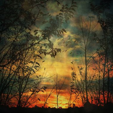 Puslu grunge dokulu günbatımı ağaç siluetleri ile