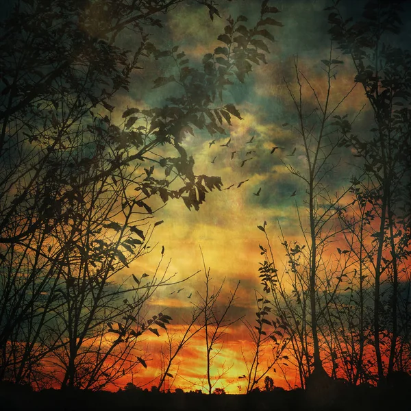Mglisty grunge teksturowanej zachód słońca przez drzewa sylwetki — Zdjęcie stockowe
