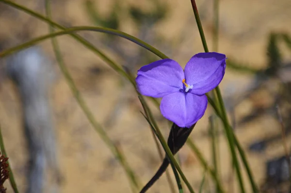 Avustralya mor bayrak Iris