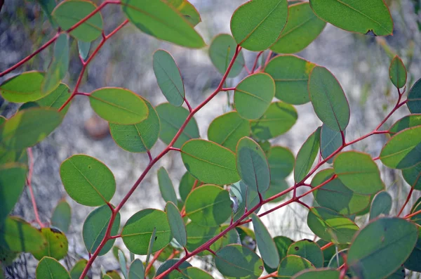 Hojas jóvenes de eucalipto en primavera —  Fotos de Stock