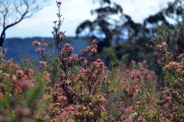 Αυστραλιανή Λουλούδια Κρόσσια Μυρτιά Μητρική Calytrix Tetragona Αυξάνεται Δασικές Περιοχές — Φωτογραφία Αρχείου