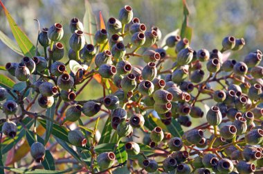 Kümelerde, mağazadan bir okaliptüs ağacında, Royal National Park, Sydney, Nsw, Avustralya