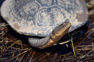 Doğu uzun boyunlu kaplumbağa, Chelodina longicollis, Canowindra, Orta Batı Nsw, Avustralya üzerinden. Ayrıca Doğu yılan boyunlu kaplumbağa bilinen.