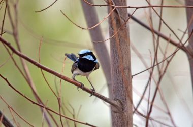 Yetişkin erkek Superb peri ölü ağaca tünemiş iken şarkı Wren, Malurus cyaneus, şubeleri Wyangala, Orta Batı Nsw, Avustralya