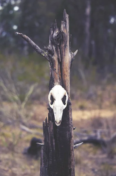 Klokan Lebka Pařez Lese Náladová Tmavá Pohanské Zvířat Totem Pojmy — Stock fotografie