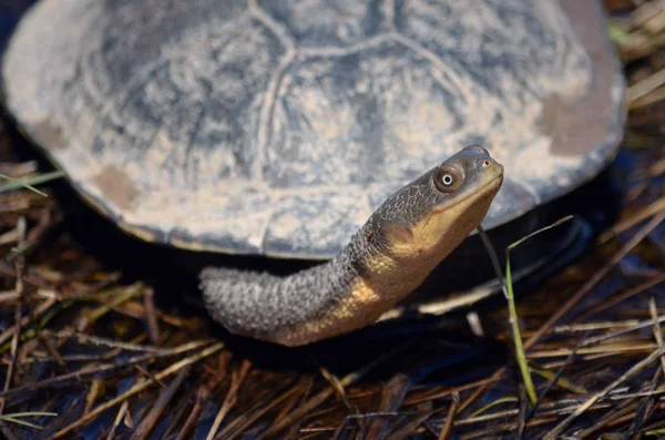 Eastern Long Necked Turtle Chelodina Longicollis Canowindra Central West Nsw — Stock Photo, Image