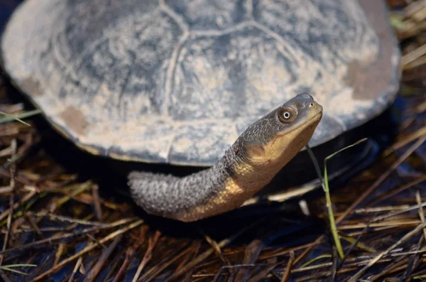 Doğu uzun boyunlu kaplumbağa, Chelodina longicollis, Canowindra, Orta Batı Nsw, Avustralya üzerinden. Ayrıca Doğu yılan boyunlu kaplumbağa bilinen.