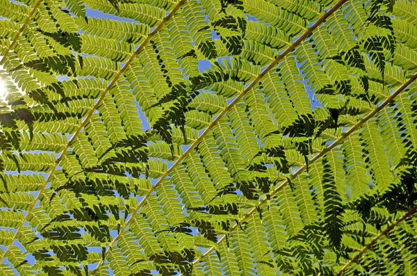 Close Back Lit Overlapping Tree Fern Fronds Blue Sky Sunlight — Stock Photo, Image