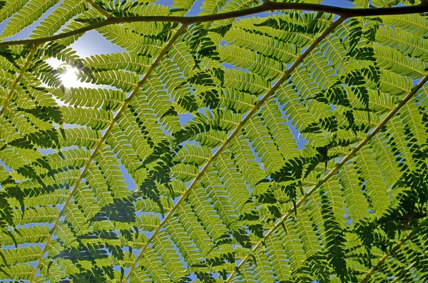 Primer Plano Las Frondas Helechos Árboles Superpuestos Iluminados Por Espalda — Foto de Stock