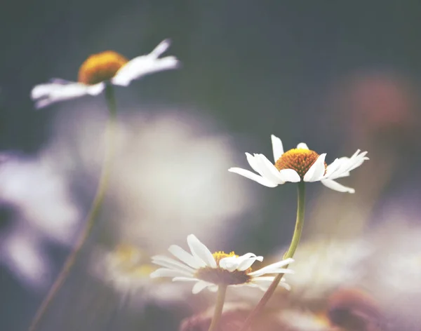 Weiße Gänseblümchen Auf Einer Stimmungsvollen Sommerwiese Retro Getönt Mit Sanftem — Stockfoto