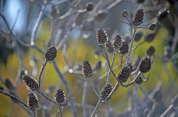 Australian Conestick Cones Petrophile Pulchella Crescendo Charneca Royal National Park — Fotografia de Stock