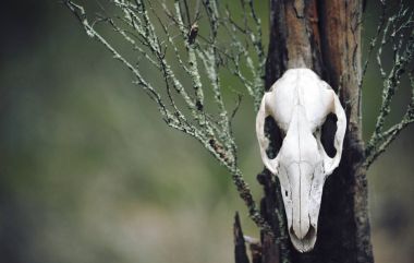 Kangaroo skull on moss covered tree stump in forest. Moody, dark, pagan and animal totem concepts. clipart