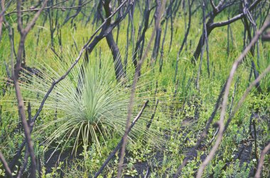 Büyütme ağacının bir Avustralya çimen, Xanthorrhoea, sonra bir orman yangını araziler Kamay botanik Bay Milli Parkı'nda, Nsw, Avustralya içinde kararmış ağaçlar arasında.