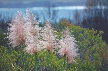 Pampa otu çiçek başları, Cortaderia jubata, Kamay Milli Parkı, Cape Solander, Nsw, Avustralya'da büyüyen pembe. Avustralya'da invaziv ot tanıttı.