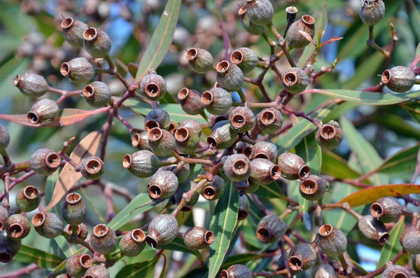 Clusters Van Gumnuts Een Eucalyptus Boom Met Blauwe Hemelachtergrond Royal — Stockfoto