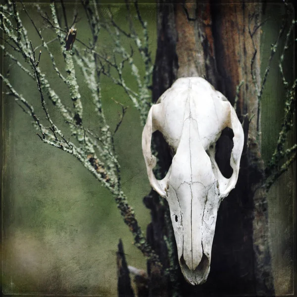 Cráneo Canguro Textura Grunge Sobre Musgo Liquen Cubierto Árboles Bosque —  Fotos de Stock