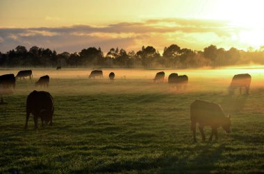 Rural landscape with herd of cows grazing in morning fog at sunrise in Morpeth, NSW, Australia clipart