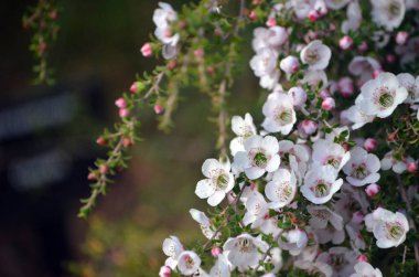 Güzel Avustralya yerlisi beyaz Leptospermum Cherish çay ağacı çiçekleri, Myrtaceae ailesi.  