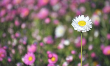 Avustralya pembe, sarı ve beyaz ebedi papatyalardan oluşan bir çiçek tarhının bahar arkaplanı. Seçici bir şekilde tek bir beyaz papatyaya odaklan. Çilek ve kağıt papatya olarak da bilinir..