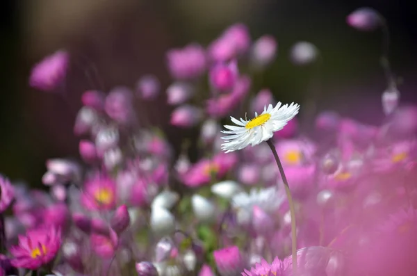 Dreamy Spring Background Flower Bed Australian Pink Yellow White Everlasting — Stock Photo, Image