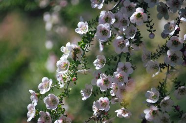 Güzel Avustralya yerlisi beyaz Leptospermum Cherish çay ağacı çiçekleri, Myrtaceae ailesi.  