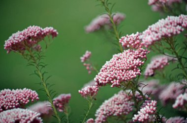 Avustralyalı yerli pembe pirinç çiçeği Ozothamnus diosmifolius, Asteraceae ailesi. Gingham olarak da bilinir. Kokulu köri yaprakları var. Doğu Avustralya 'ya Endemik.