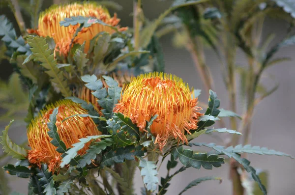 Австралійська Рідна Квітка Showy Dryandra Banksia Formosa Родина Proteaceae Ендемік — стокове фото