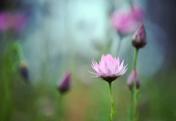 Single Pink Australian Native Everlasting Daisy Xerochrysum Bracteatum Green Meadow — Stock Photo, Image