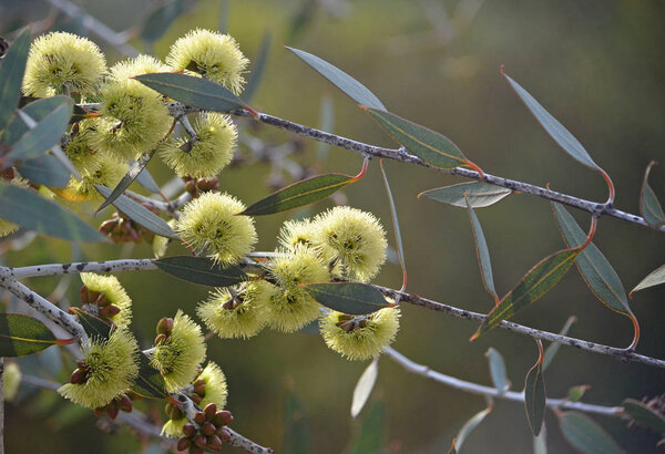 Yellow flowers and buds of the rare Desmond Mallee, Eucalyptus desmondensis, family Myrtaceae. Endemic to Mount Desmond near Ravensthorpe in Western Australia.