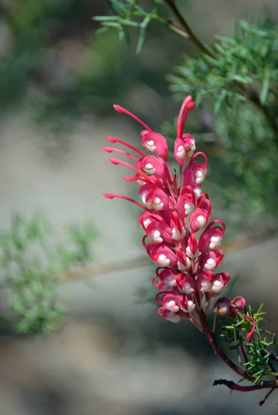 Red and white flowers of the Australian native Grevillea georgeana, family Proteaceae. Endemic to inland southwest Western Australia. Flowers from winter to spring.