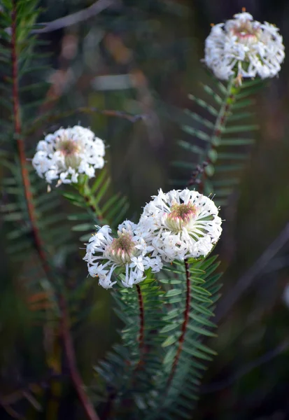 Witte Bloemen Van Australische Inheemse Slender Rice Flower Pimelea Linifolia — Stockfoto