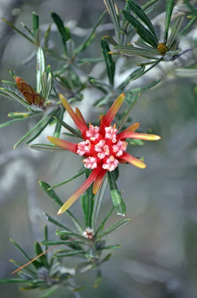 Red flower of the Australian native Mountain Devil, Lambertia formosa, family Proteaceae, Royal National Park, Sydney, Australia. Endemic to NSW. Viewed from above.