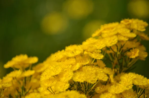 Flores Amarelas Pena Verticordia Chrysantha Família Myrtaceae Endêmica Sudoeste Austrália — Fotografia de Stock