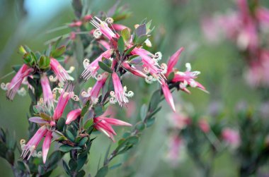 Avustralya doğumlu Pembe Beş Köşeli Çiçekler, Styphelia Triflora, Ericaceae ailesi, Little Marley Firetrail, Royal National Park, NSW, Avustralya