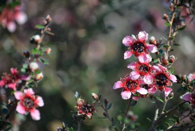 Güzel Avustralya yerli pembe çay ağacı çiçekleri, Leptospermum scoparium, aile Myrtaceae. Nsw, Victoria ve Tazmanya güney doğu Avustralya endemik.