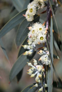 Nadir bulunan Yellow Top Mallee Ash, Eucalyptus Luehmanniana ve Myrtaceae ailesinin tomurcukları. Sydney, Nsw, Avustralya 'nın kuzey ve güneyinde kıyı kumtaşı platolarında büyüyen sınırlı dağılımlı tehdit altındaki türler