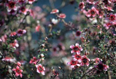 Güzel Avustralya yerli pembe çay ağacı çiçekleri, Leptospermum scoparium, aile Myrtaceae. Nsw, Victoria ve Tazmanya güney doğu Avustralya endemik.