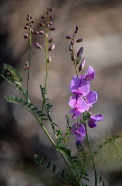 Pembe Avustralya Indigo çiçekleri, tomurcuklar ve kozalar, Indigofera australis, aile masalı. Yeni Güney Galler, Queensland, Victoria, Sa, Wa ve Tazmanya 'da geniş bir alana yayılmış..