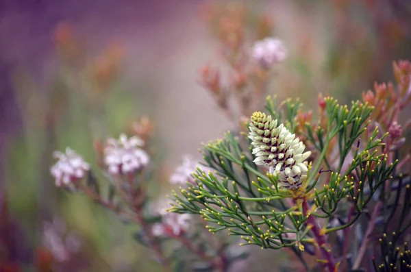 Australiska Inhemska Conestick Blommor Petrophile Pulchella Familj Proteaceae Odlas Hedar — Stockfoto