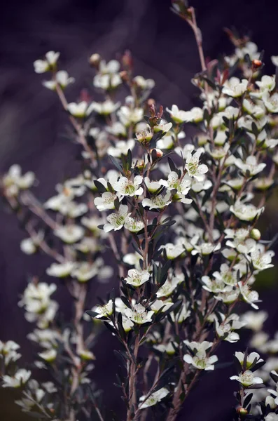 Gele Bloesems Van Tea Tree Leptospermum Polygalifolium Familie Myrtaceae Bloei — Stockfoto