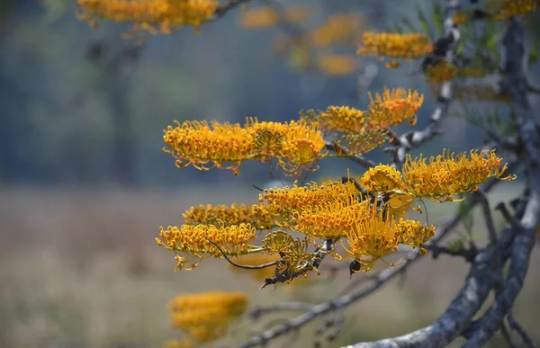 Orange gold flowers of the Australian native Silky Oak tree Grevillea robusta, family Proteaceae. Endemic to NSW and Queensland. Prolific flowering in spring. Widely used as ornamental shade tree in Australian gardens