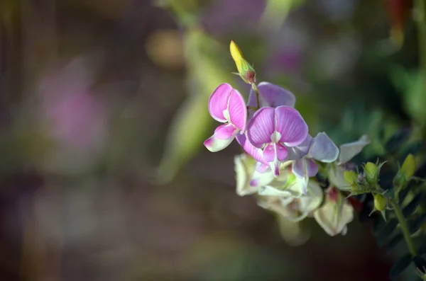 Gemme Gialle Fiori Indigo Australiani Rosa Viola Indigofera Australis Famiglia — Foto Stock