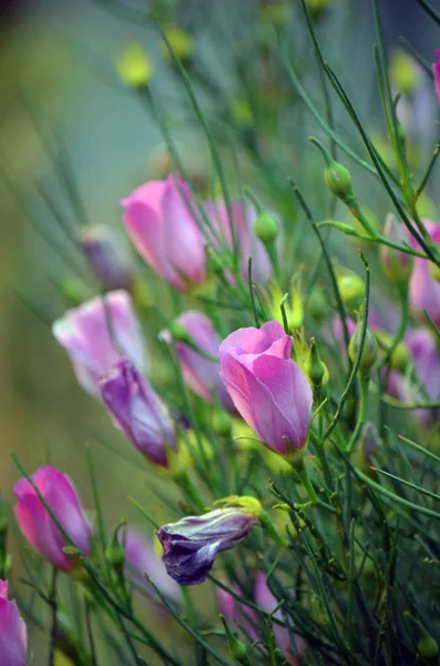 Kızıl Centred Hibiscus Güzel Pembe Çiçekleri Alyogyne Hakeifolia Malvaceae Ailesi — Stok fotoğraf