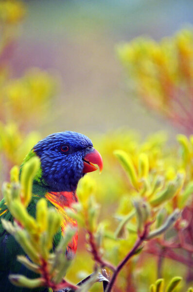 Australian native Rainbow Lorikeet, Trichoglossus moluccanus, family Psittacidae, perched amongst yellow Kangaroo Paw flowers in Sydney, NSW, Australia. Endemic to eastern and southeastern Australia.